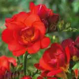 Freesia Redbeauty 15 Vs - Garden Express Australia