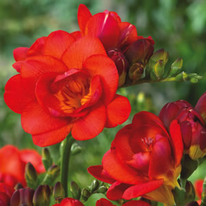 Freesia Red Beauty