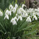 Galanthus Sylvan Vale Galanthus Sylvan Vale