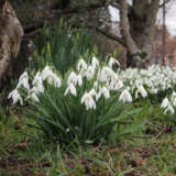 Galanthus Sylvan Vale Galanthus Sylvan Vale