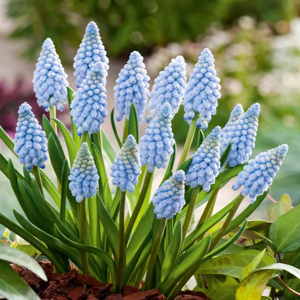 Grape Hyacinth Valerie Finnis Grape Hyacinth Valerie Finnis