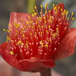 Haemanthus Red