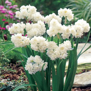 Jonquil Erlicheer Jonquil Erlicheer
