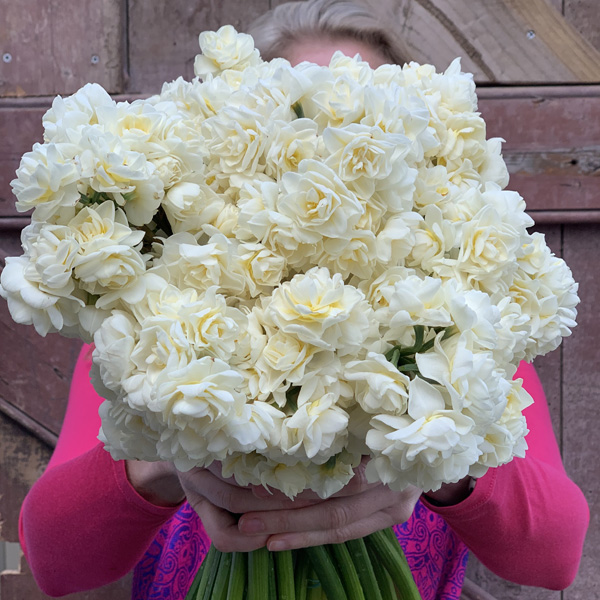 Planting Stock Jonquil Erlicheer Planting Stock Jonquil Erlicheer