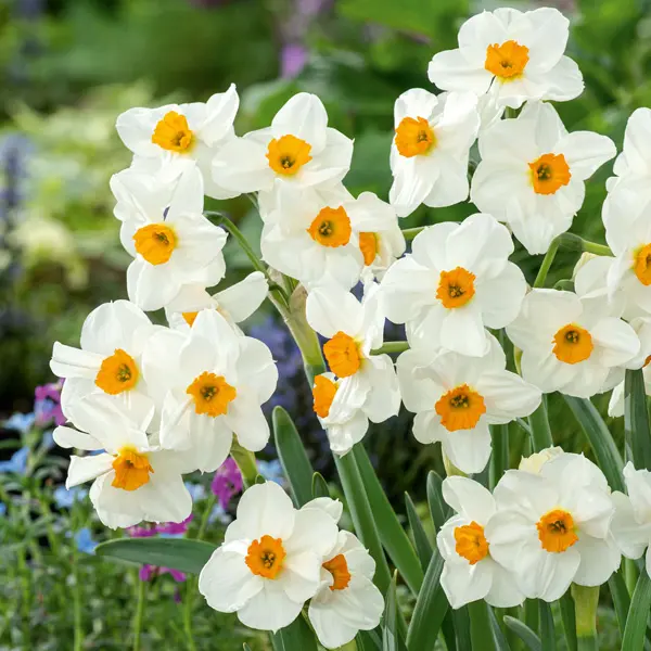 Jonquil Geranium Jonquil Geranium