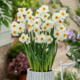 Jonquil Geranium Jonquil Geranium