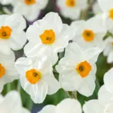 Jonquil Geranium Jonquil Geranium