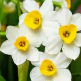 Jonquil Grand Monarch Jonquil Grand Monarch