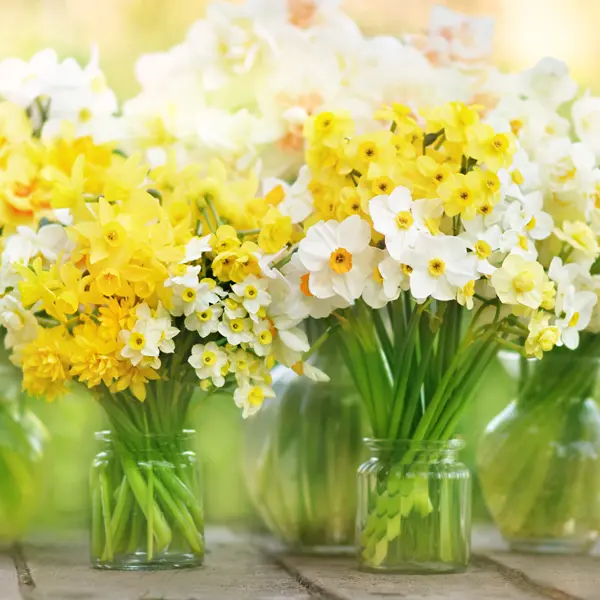 Jonquil Mixed – Pre-Order Jonquil Mixed – Pre-Order