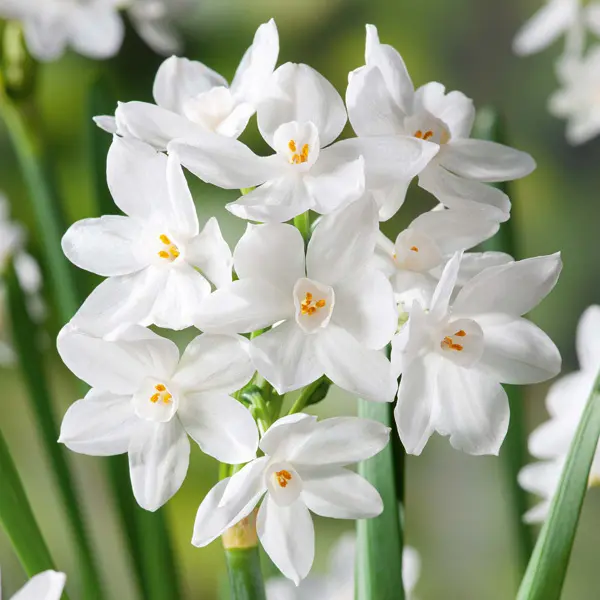 Jonquil Paperwhite Jonquil Paperwhite