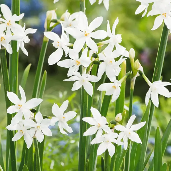 Jonquil Paperwhite Jonquil Paperwhite