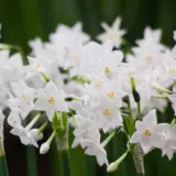 Jonquil Paperwhite Jonquil Paperwhite