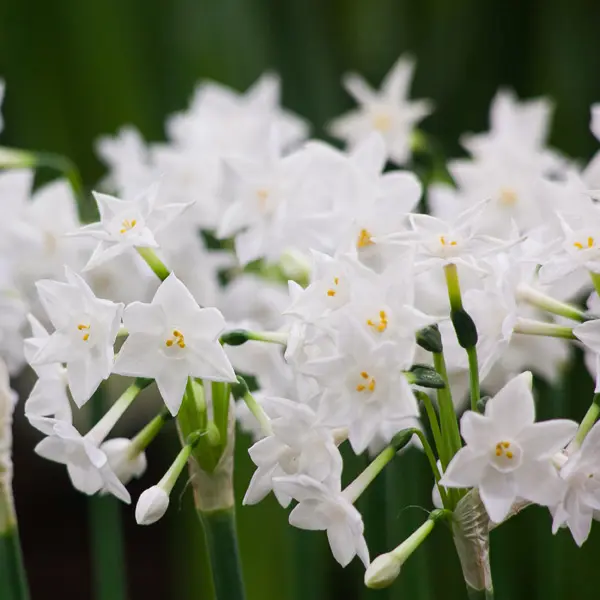 Jonquil Paperwhite Jonquil Paperwhite
