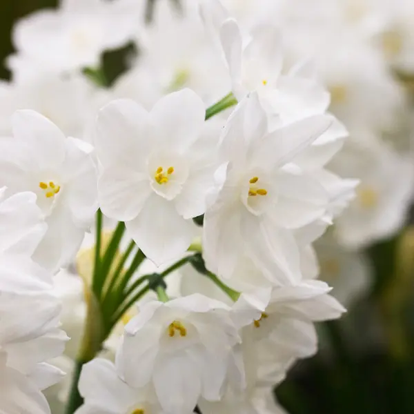 Jonquil Pollys Pearl Jonquil Pollys Pearl
