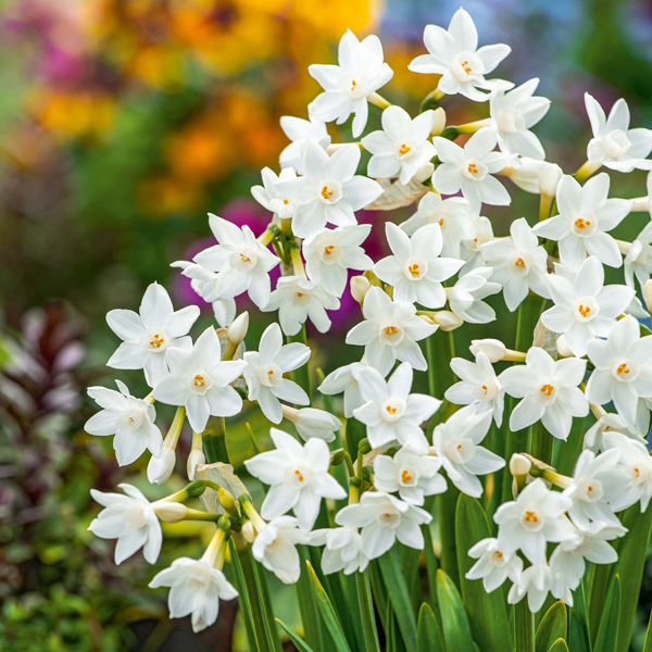 Jonquil Silverchimes Jonquil Silverchimes