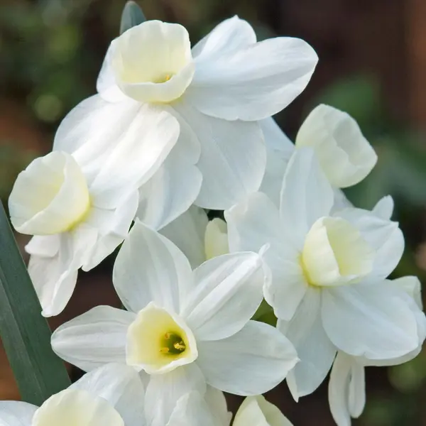 Jonquil Silverchimes