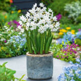 Jonquil Silverchimes Jonquil Silverchimes