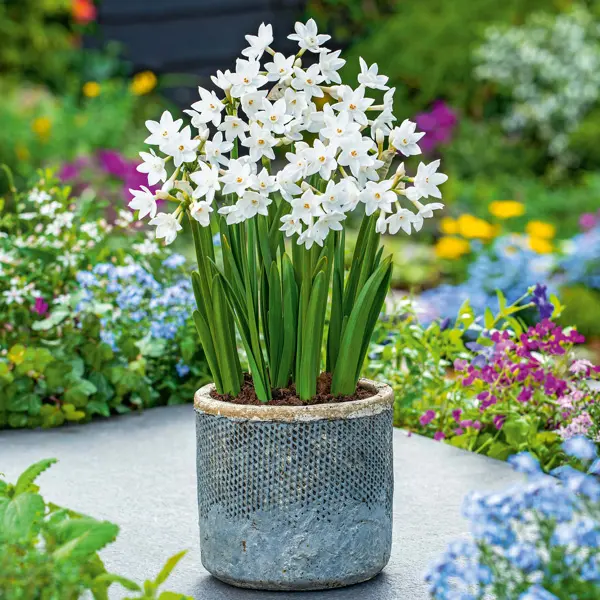 Jonquil Silverchimes