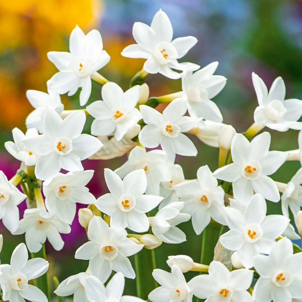 Jonquil Silverchimes Jonquil Silverchimes