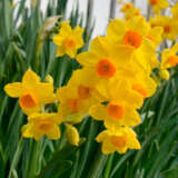 Jonquil Soliel Dor 6pk Jonquil Soliel Dor 6pk