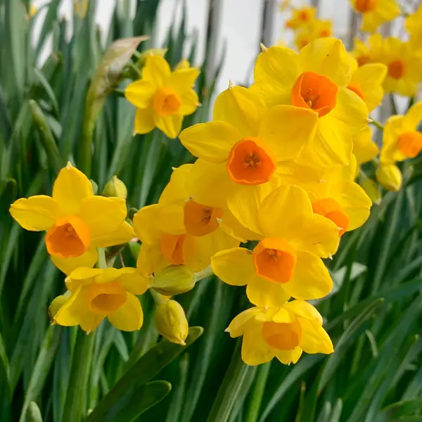 Jonquil Soliel Dor 6pk Jonquil Soliel Dor 6pk