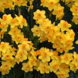 Jonquil Soliel Dor 6pk Jonquil Soliel Dor 6pk