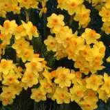 Jonquil Soliel Dor 6pk Jonquil Soliel Dor 6pk