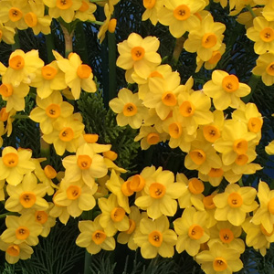 Jonquil Soliel Dor 6pk Jonquil Soliel Dor 6pk