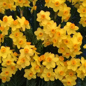 Jonquil Soliel Dor 6pk Jonquil Soliel Dor 6pk