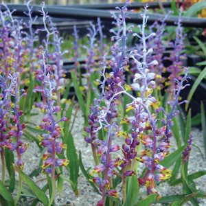 Lachenalia Mutabilis Lachenalia Mutabilis