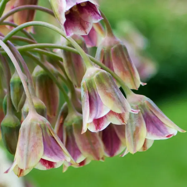 Mediterranean Bells Mediterranean Bells