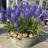 Planting Stock Grape Hyacinth Planting Stock Grape Hyacinth