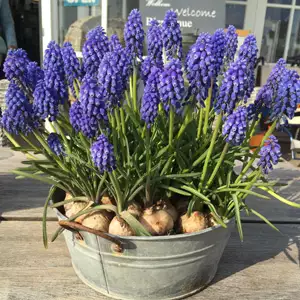 Planting Stock Grape Hyacinth Planting Stock Grape Hyacinth
