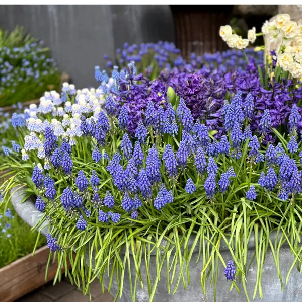 Planting Stock Grape Hyacinth Planting Stock Grape Hyacinth
