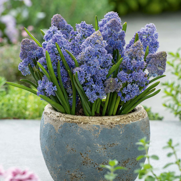 Grape Hyacinth Fantasy Creation – Pre-Order Grape Hyacinth Fantasy Creation – Pre-Order
