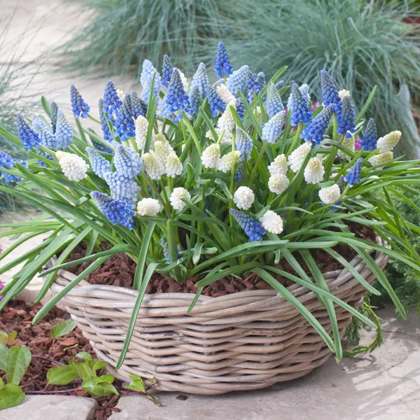 Grape Hyacinth Magic Carpet Mixed – Pre-Order Grape Hyacinth Magic Carpet Mixed – Pre-Order
