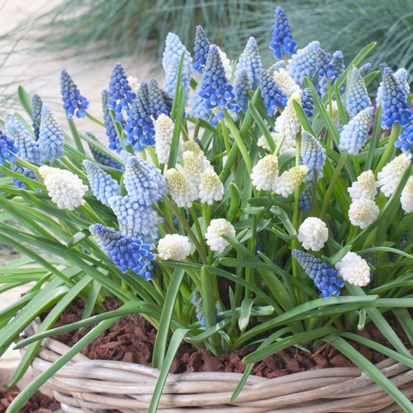 Grape Hyacinth Magic Carpet Mixed – Pre-Order Grape Hyacinth Magic Carpet Mixed – Pre-Order