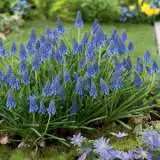 Grape Hyacinth Blue 50pk Grape Hyacinth Blue 50pk