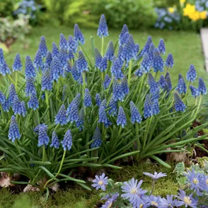 Grape Hyacinth Blue 50pk Grape Hyacinth Blue 50pk