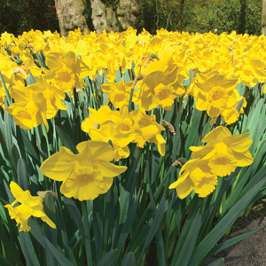 Daffodil Yellow Trumpet – Pre-Order Daffodil Yellow Trumpet – Pre-Order
