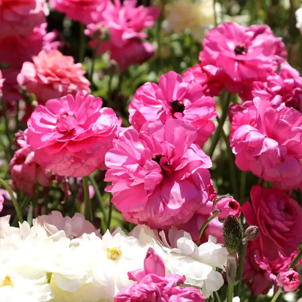 Ranunculi Cerise Pink Ranunculi Cerise Pink