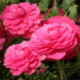 Ranunculi Cerise Pink