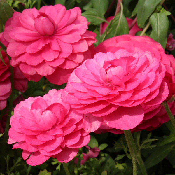 Ranunculi Cerise Pink