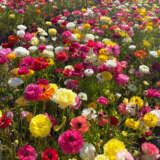 Planting Stock Ranunculi Mixed Planting Stock Ranunculi Mixed