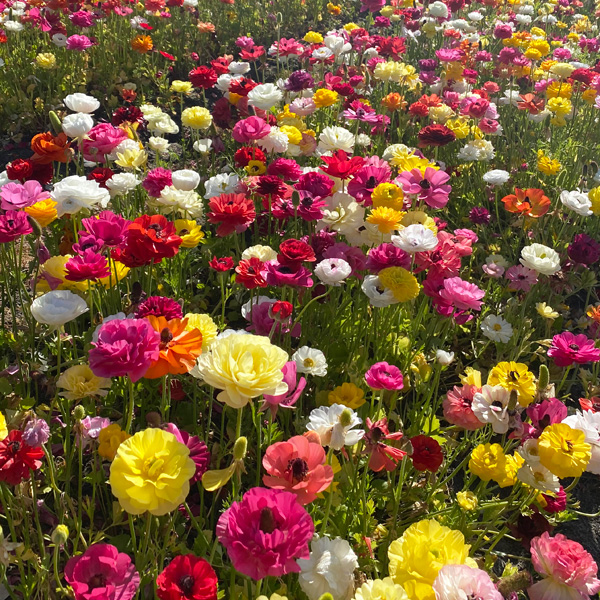 Planting Stock Ranunculi Mixed Planting Stock Ranunculi Mixed