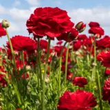 Ranunculi Red Ranunculi Red