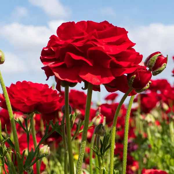 Ranunculi Red Ranunculi Red