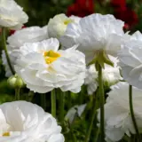 Ranunculi White Ranunculi White