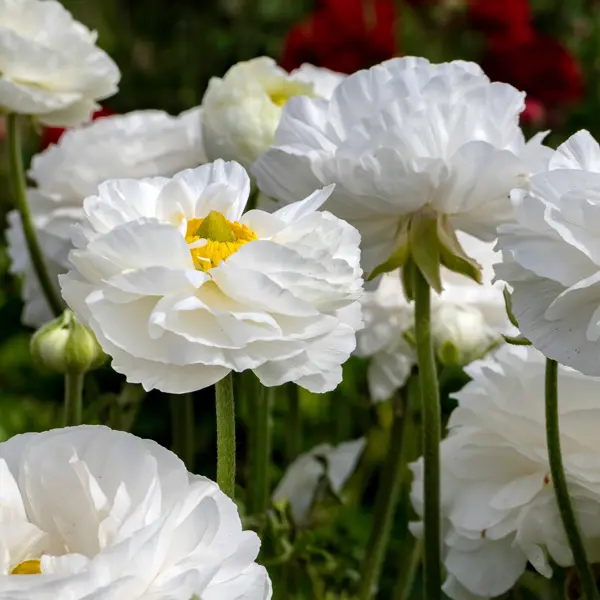 Ranunculi White Ranunculi White