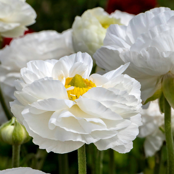 Ranunculi White